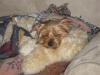 Post Your Cute Sleeping Pictures Here !-rusty-tucker-012.jpg