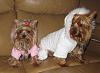 My Kidz-yorkietalk2.jpg