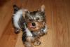 Let's see your tongue pictures!-img_0338-small-.jpg