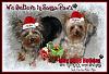 Happy Holidays-santa-paws2.jpg