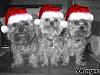 Merry Christmas from Santa's lil helpers-santas-helpers.jpg