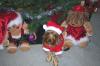 Let's see your tongue pictures!-santapiper-600-x-398-.jpg