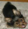Let's see your tongue pictures!-b.jpg