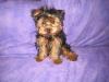 "new to yorkie talk"-porter-001.jpg