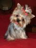 Let's see your tongue pictures!-225938_1132634015.jpeg
