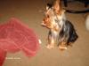 Let's see your tongue pictures!-look-tongue.jpg