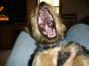 Let's see your tongue pictures!-yawn2.jpg