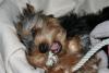 Let's see your tongue pictures!-img_0318-small-.jpg