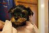 7 week old Cooper's first bath-img_0081.jpg