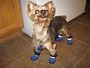 Toby's new snow boots from AllDogBoots!!!-toby-neopaws.jpg