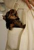 Is that a yorkie in your pocket???-163266_1673574273797_1070618907_1854122_7109892_n.jpg