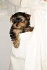 Is that a yorkie in your pocket???-168001_1673574153794_1070618907_1854121_387867_n.jpg