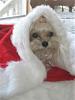 My Sweet Shelby xo-shelbys-christmas-picture-2010-xo-009.jpg