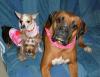 My Sweethearts.  Pics of all 3 together!!!-sweethearts2.jpg