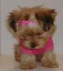 My Morkie Princess, Chloe-untitledcrop.jpg