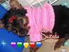 ** My Little Suzaku **-pizap.com10.35289221582934261294662301812.jpg