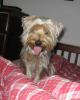 Let's see your tongue pictures!-tongue.jpg