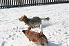 Jackson, Buddy and Lily on a SNOW day!-img_1383.jpg