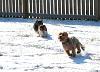 Jackson, Buddy and Lily on a SNOW day!-img_1403.jpg