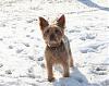 Jackson, Buddy and Lily on a SNOW day!-img_1430.jpg