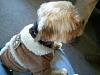 HUGO is a NYC boy!-hugo-coat-2.jpg