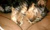 New to YorkieTalk...-buster2.jpg