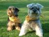 Bo and Woody got new bandanas!!!-bandana1.jpg