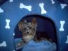 MIKO IS IN THE DOG HOUSE!!!!l-im000674_800x600.jpg
