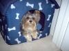MIKO IS IN THE DOG HOUSE!!!!l-im000682_800x600.jpg