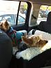 Do your dogs use car seats??-nalajackson2.jpg