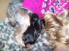 Heres belladonna babies-puppies-003.jpg