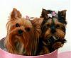 Brooklyn and Mia-project2-yorkietalk.jpg