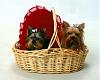 Brooklyn and Mia-project4-yorkietalk.jpg