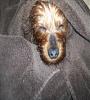 Louis after a bath-yt100_2909.jpg
