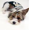 Go Pack Go!-piperpackersjersey.jpg