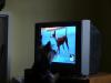 Thor watched the AP Dog Show this weekend!-thor-032small.jpg