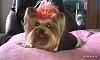 My Valentine's Princess-imag0313-resize.jpg