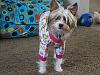 Piper's Recent Outifts-piperpjs.jpg