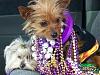 Our first parade of the season!-yt-small3.jpg