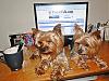 We love Yorkie talk too!!-pups-119.jpg
