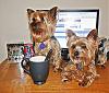 We love Yorkie talk too!!-pups-132.jpg