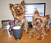 We love Yorkie talk too!!-pups-133.jpg