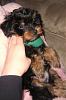 New photos, 11 weeks today!-img_0576.jpg
