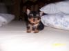 My New Baby "BO"-boapril192005pic4.jpg