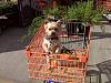 Home Depot Dog!-home-depot-dog.jpg