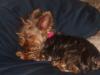 Post Your Cute Sleeping Pictures Here !-sleepy-gucci-1-june-6.jpg