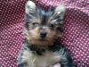 New to Yorkie Talk-188803_1643238360978_1237432150_31644083_5851431_n.jpg