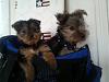 New to Yorkie Talk-167641_1605418615508_1237432150_31578814_3646205_n.jpg