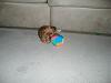 My Macey as a Baby....-62762_105394546191356_100001624329781_37508_6381460_n.jpg