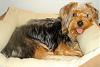 Puppys: Before and after-dsc02530.jpg
